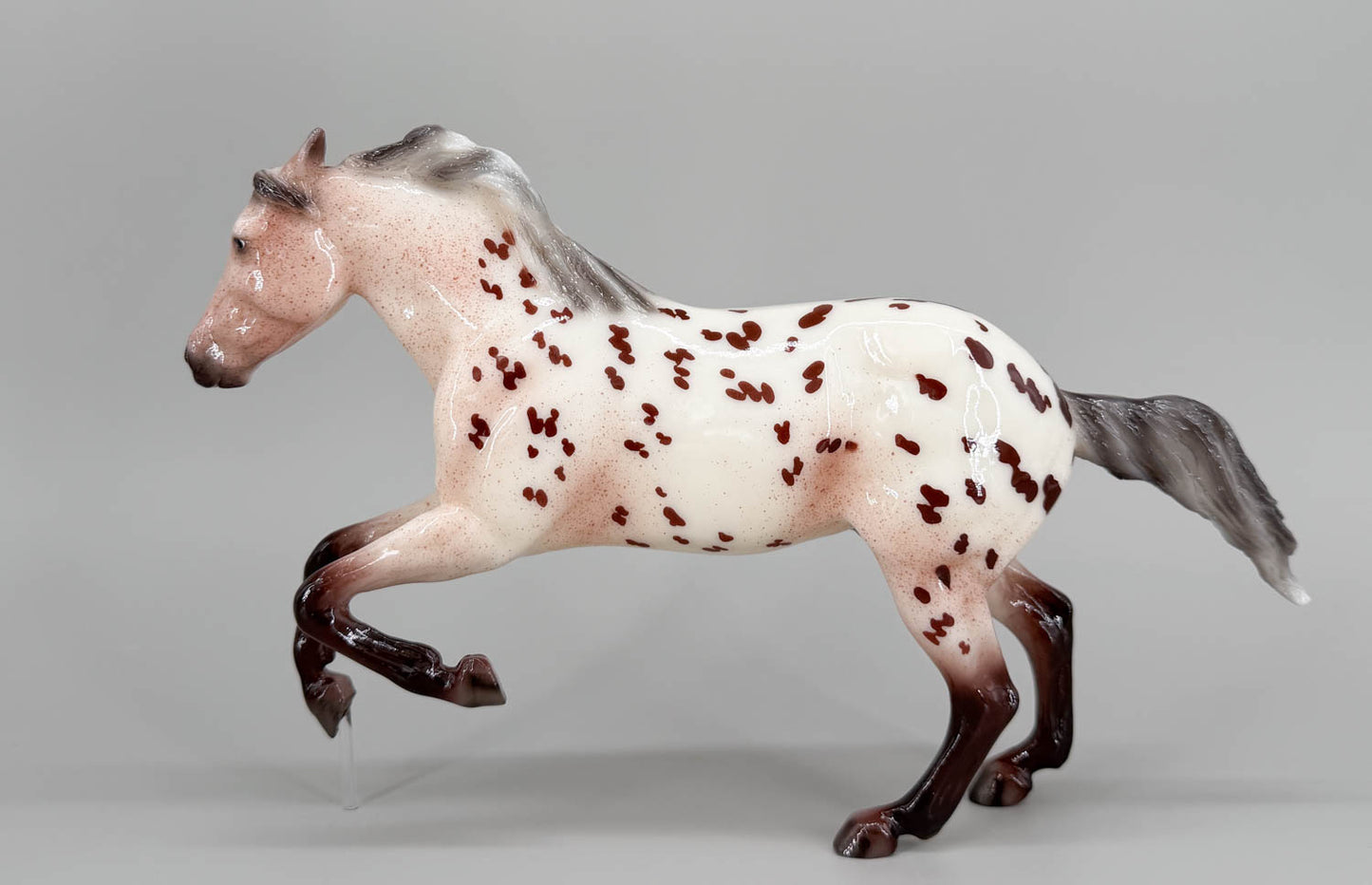 Roping Horse ~ Rambler, Glossy Bay Appaloosa - Web Special