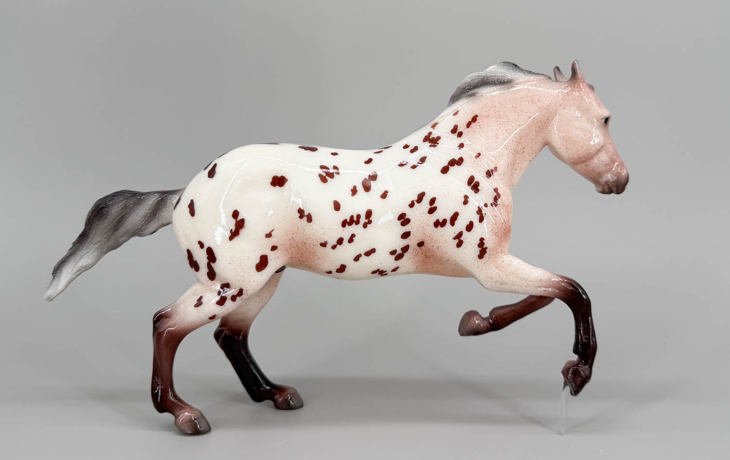 Roping Horse ~ Rambler, Glossy Bay Appaloosa - Web Special