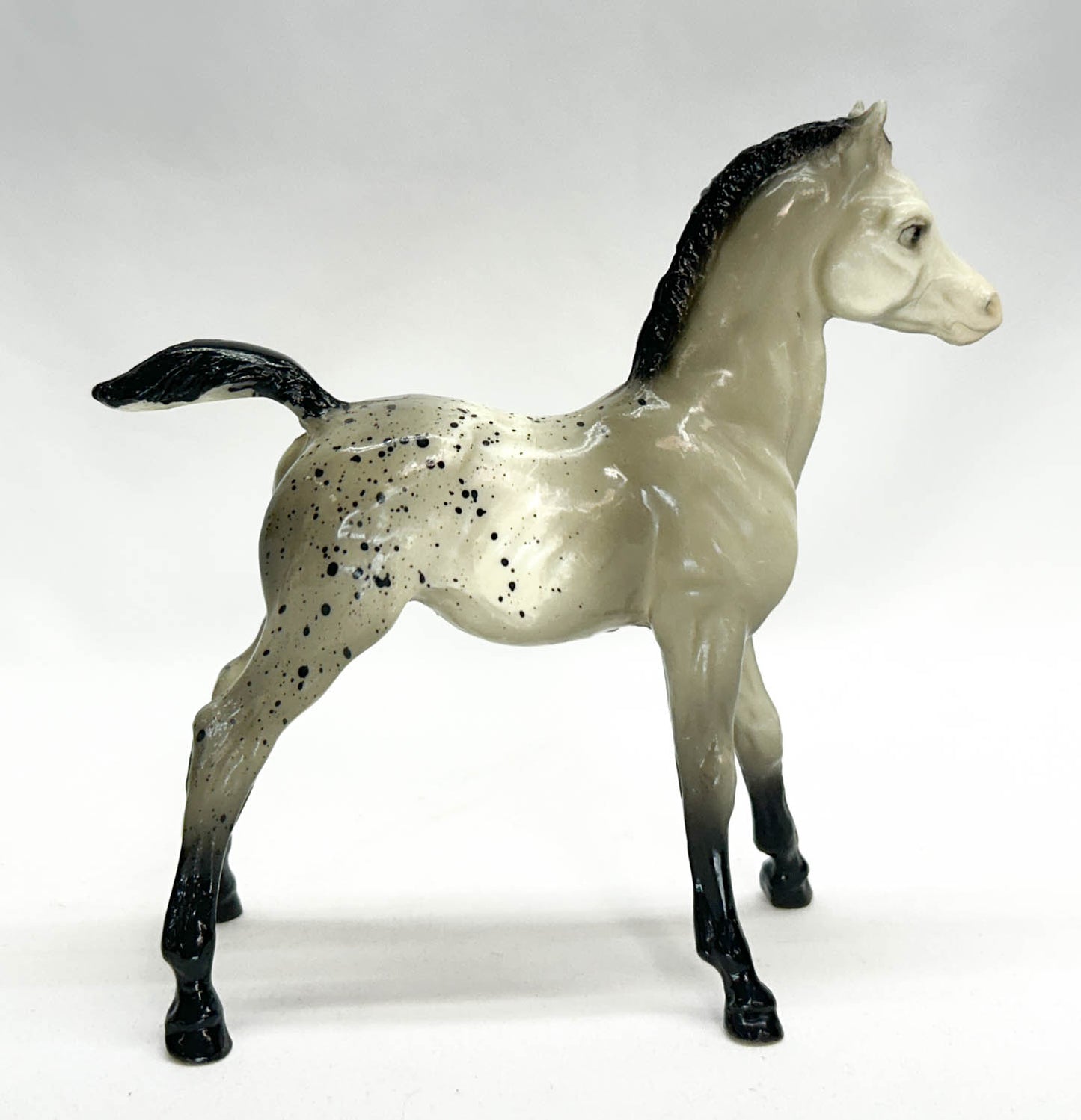 Family Arabian Foal ~ Spot, Grey Appaloosa, Glossy - VARIATION