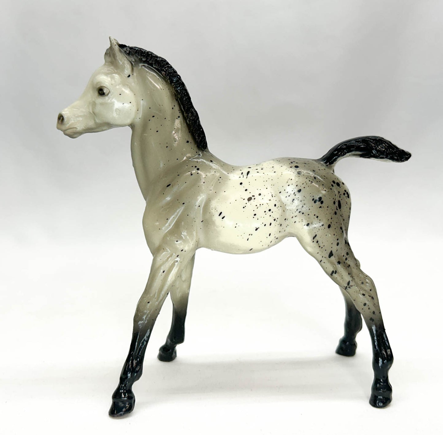 Family Arabian Foal ~ Spot, Grey Appaloosa, Glossy - VARIATION