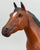 Ideal Quarter Horse ~ Progeny of King P-234