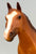 Ideal Quarter Horse ~ 1996 American Quarter Horse (Progeny of Leo)