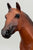 Ideal Quarter Horse ~ Progeny of Wimpy P-1