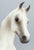 2003 Holiday Horse - Khemosabi ~ Silent Knight