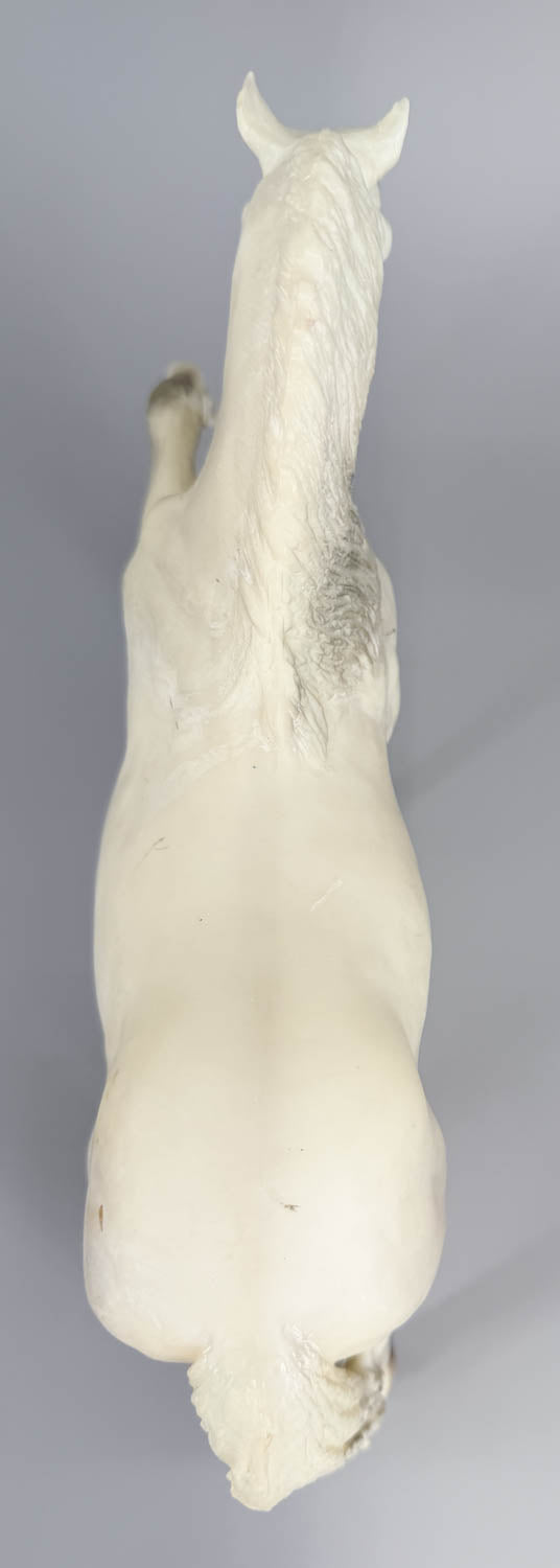 Legionario III - Original Release w/ Grey Dorsal Stripe (body)