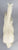 Legionario III - Original Release w/ Grey Dorsal Stripe (body)