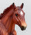 Loping Quarter Horse ~ Checkers