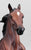 National Show Horse ~ All Glory
