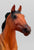 Phar Lap, Red Bay ~ Only 500 made! (shrinky)