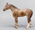 Quarter Horse Yearling ~ Calypso, Red Roan