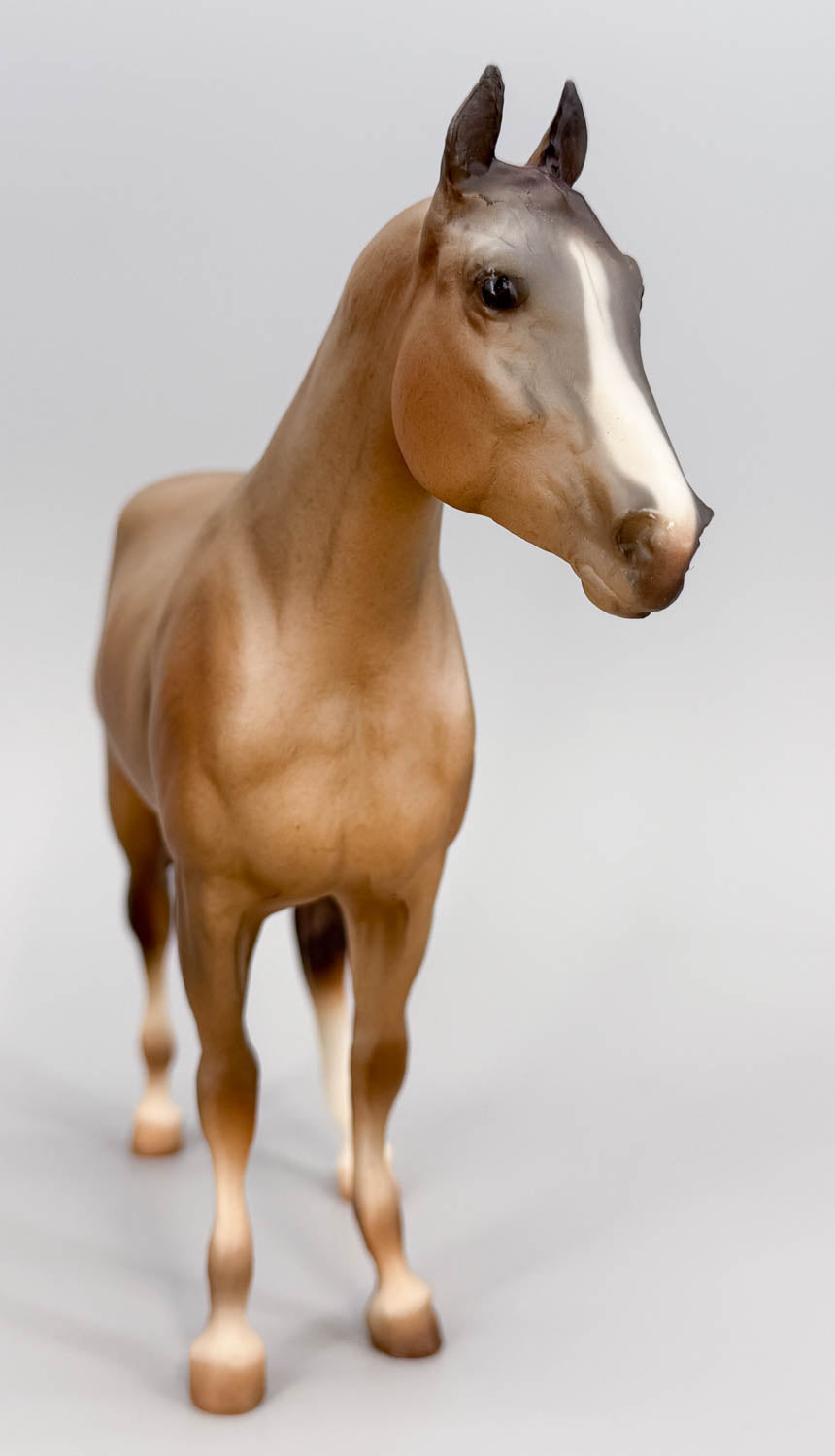 Quarter Horse Yearling ~ Calypso, Red Roan