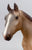 Quarter Horse Yearling ~ Calypso, Red Roan