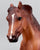 Ranch Horse ~ Doctor T Tari (aka Popcorn) - Tractor Supply SR