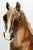 Running Mare, Liver Chestnut - Treasure Hunt
