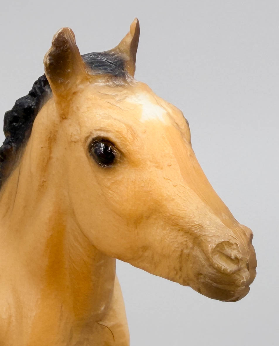 Sea Star ~ Chincoteague Foal, Buckskin