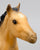 Sea Star ~ Chincoteague Foal, Buckskin