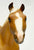 Stud Spider ~ Bold, Breyerfest 1997 Celebration Model