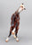 Rearing Andalusian Mare ~ Carmen - GLOSSY - 2026 Premier Club