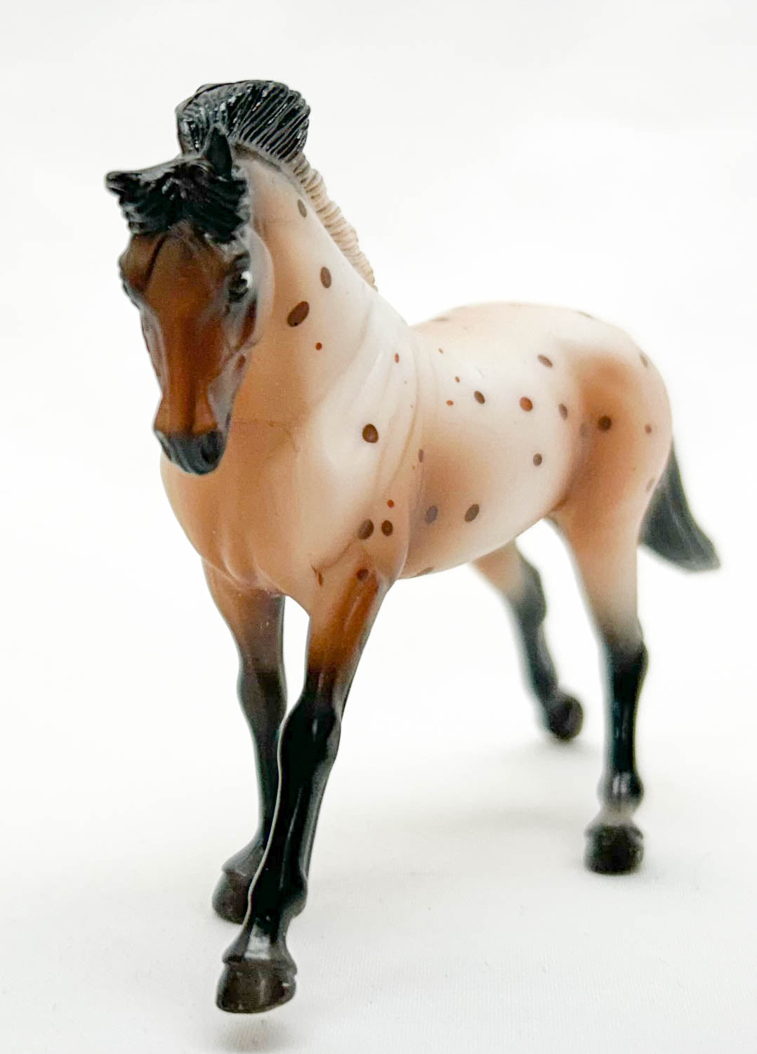 Cantering Warmblood, Bay Appaloosa Sport Horse