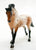 Cantering Warmblood, Bay Appaloosa Sport Horse