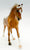 Cantering Warmblood, Palomino Appaloosa - JC Penney SR