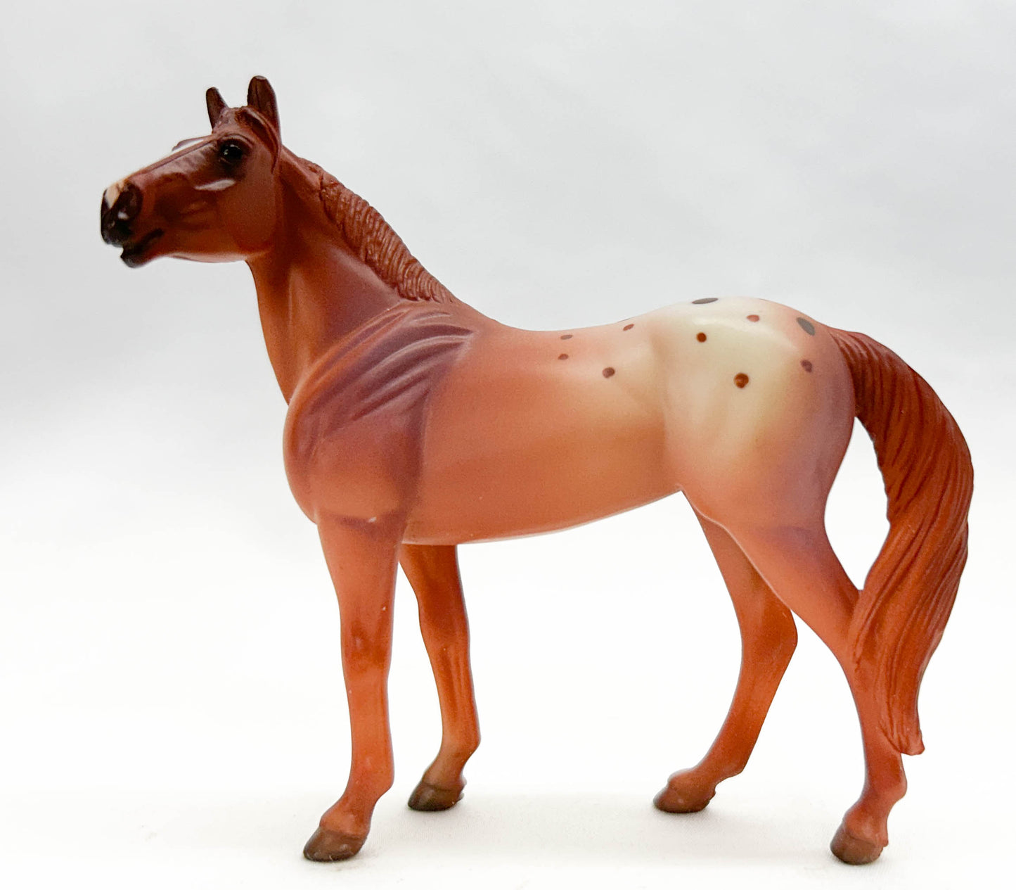 Standing Stock Horse, Red Roan Appaloosa