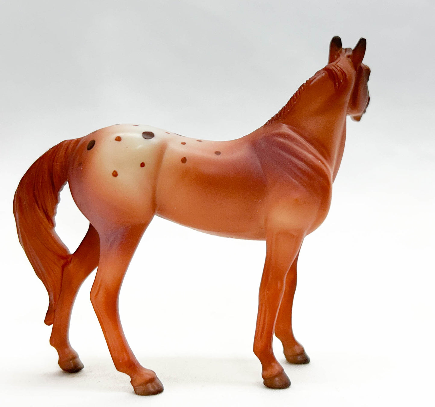 Standing Stock Horse, Red Roan Appaloosa