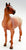 Standing Stock Horse, Red Roan Appaloosa