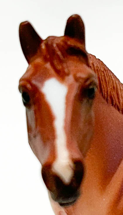 Standing Stock Horse, Red Roan Appaloosa