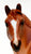 Standing Stock Horse, Red Roan Appaloosa