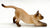 Stretching Cat, Tan Seal-Point Siamese
