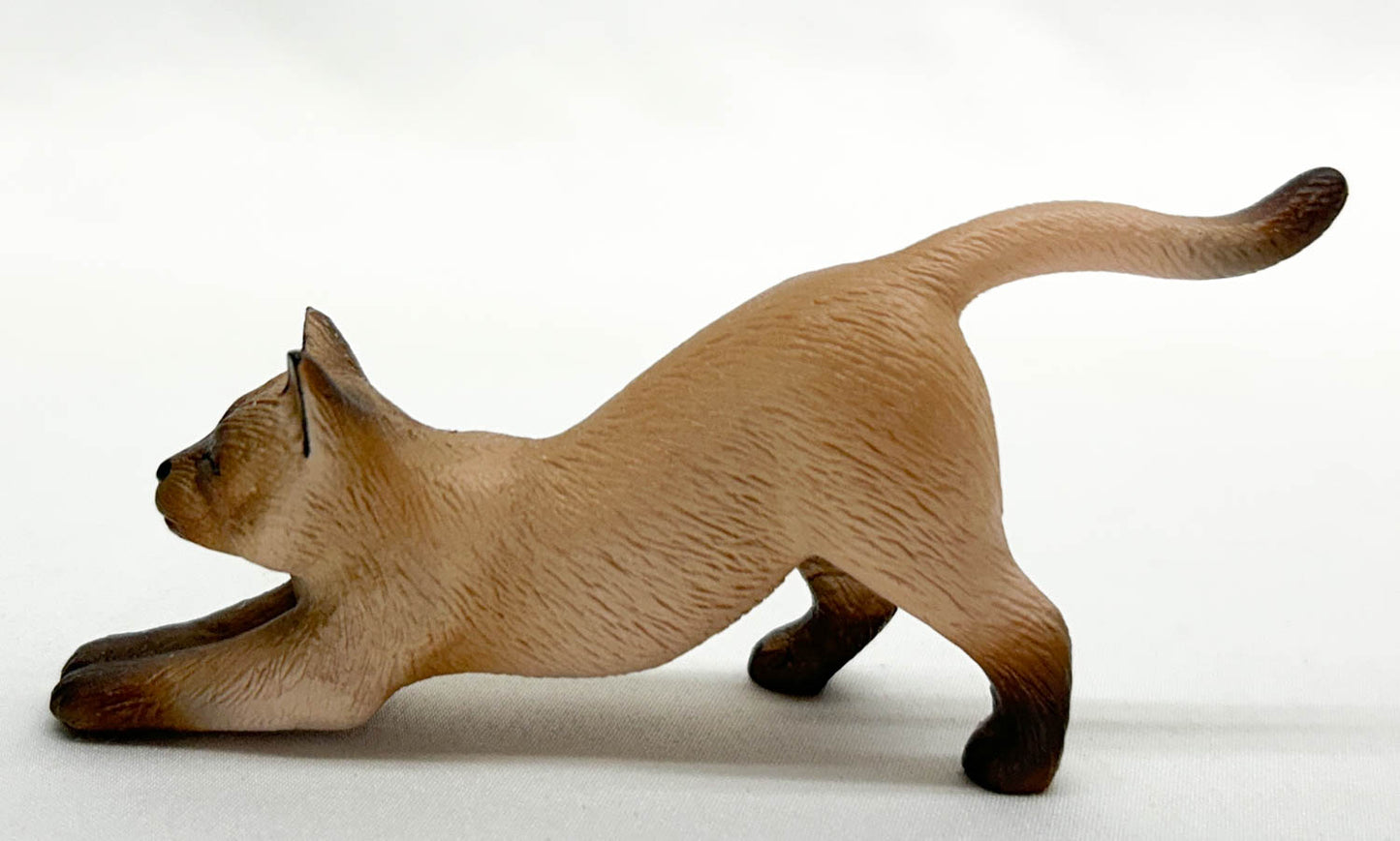 Stretching Cat, Tan Seal-Point Siamese