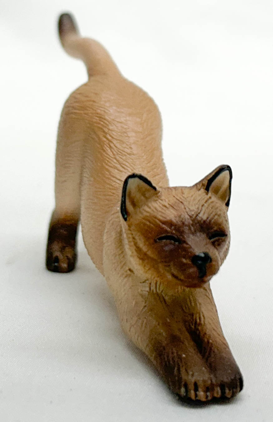 Stretching Cat, Tan Seal-Point Siamese