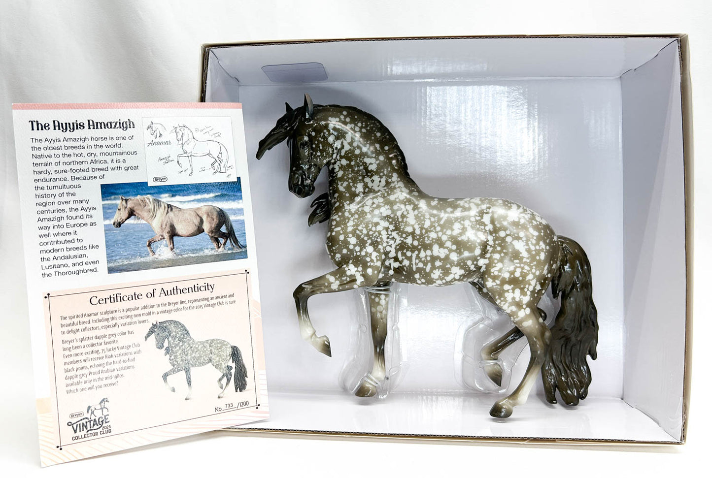 Ayyis Amazigh ~ Riah - 2025 Vintage Club