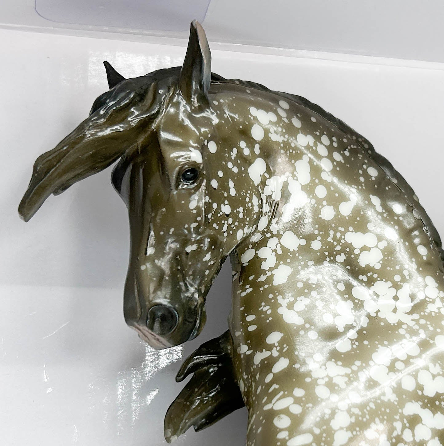 Ayyis Amazigh ~ Riah - 2025 Vintage Club