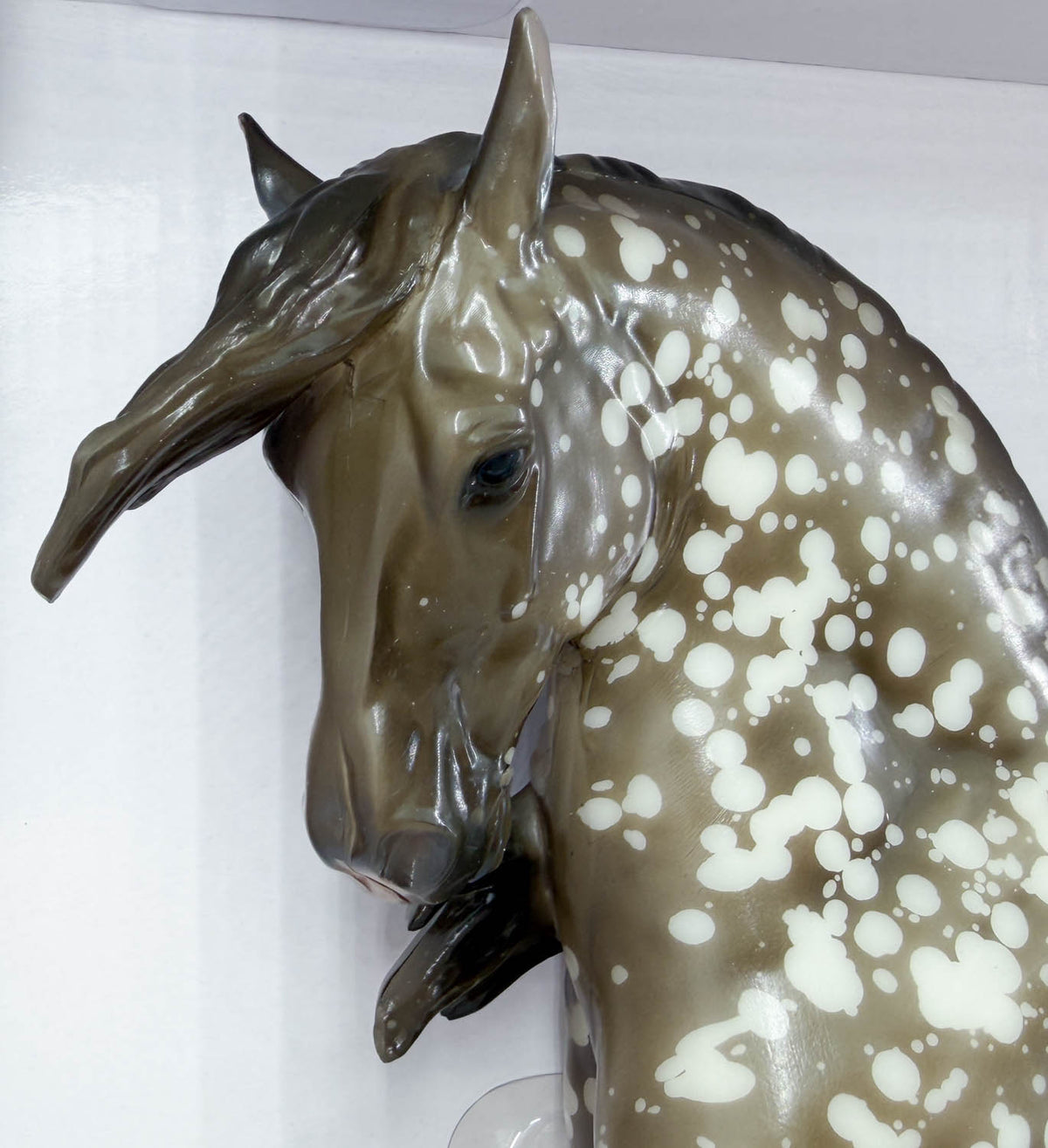 Ayyis Amazigh Stallion ~ Riah - 2025 Vintage Club