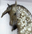 Ayyis Amazigh Stallion ~ Riah - 2025 Vintage Club