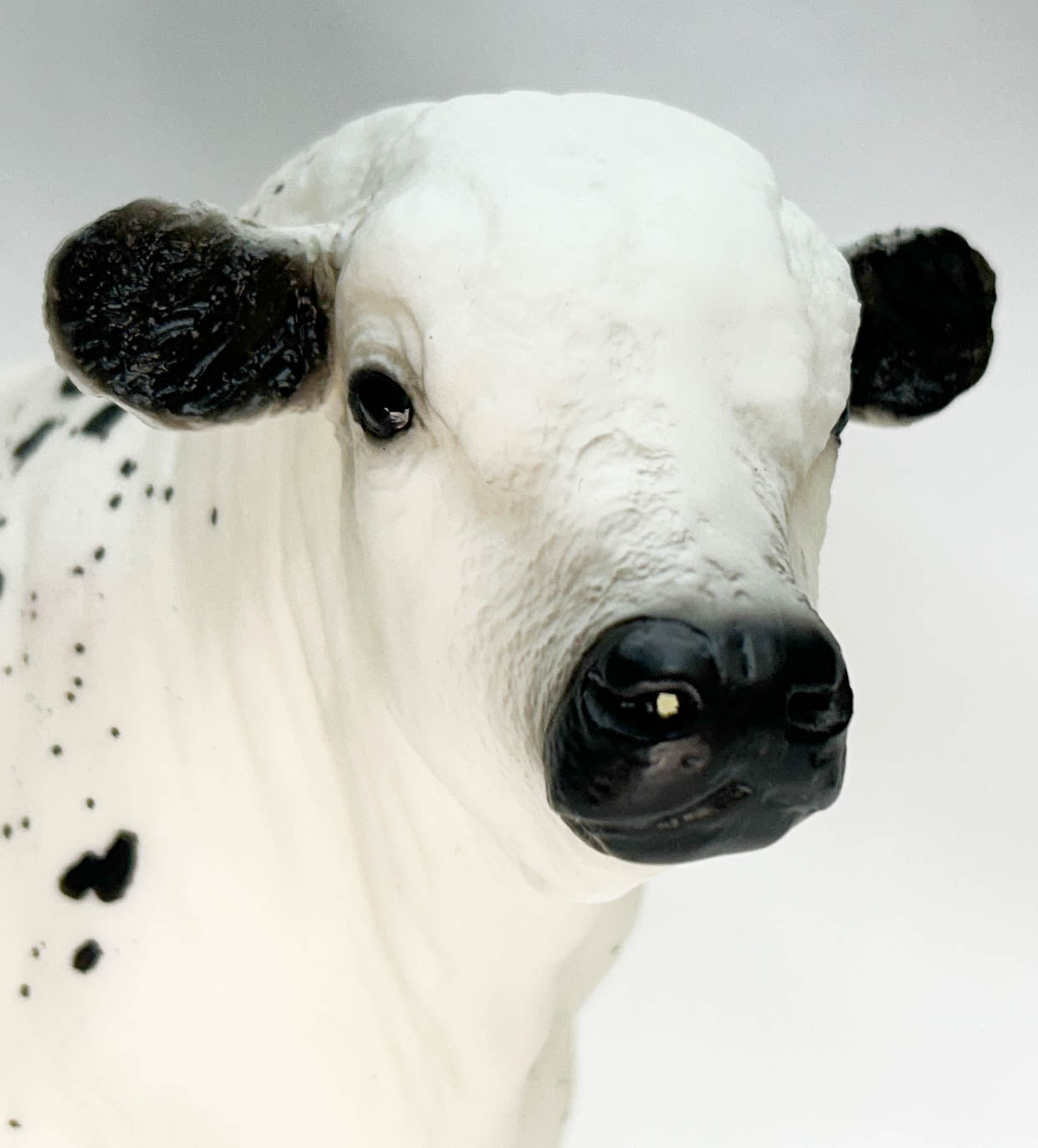 Charolais Bull ~ Bowland - Breyerfest 2012 SR