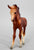 Arabian Foal, Chestnut (Body)