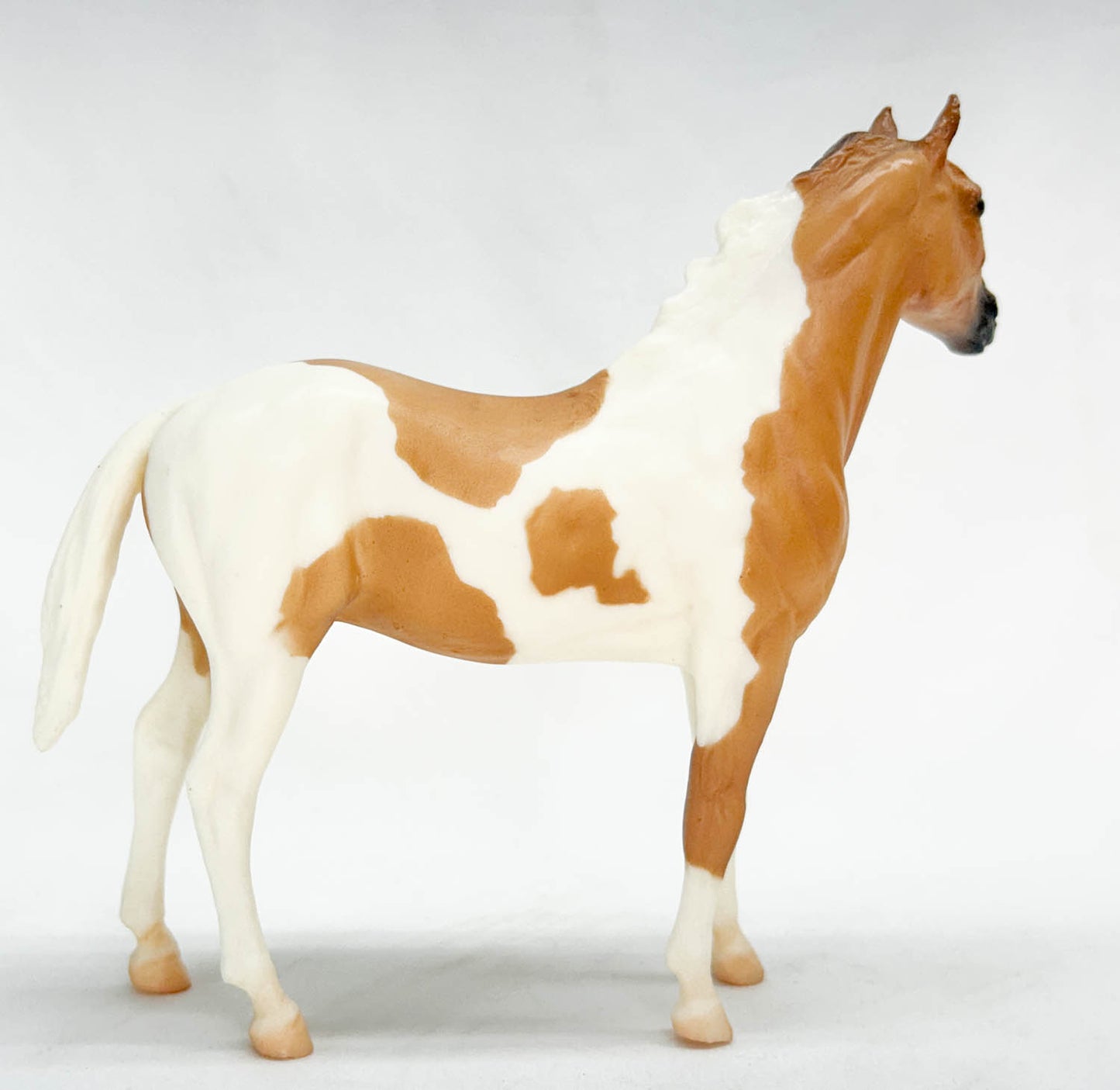 Duchess ~ Cheyenne - Walmart SR