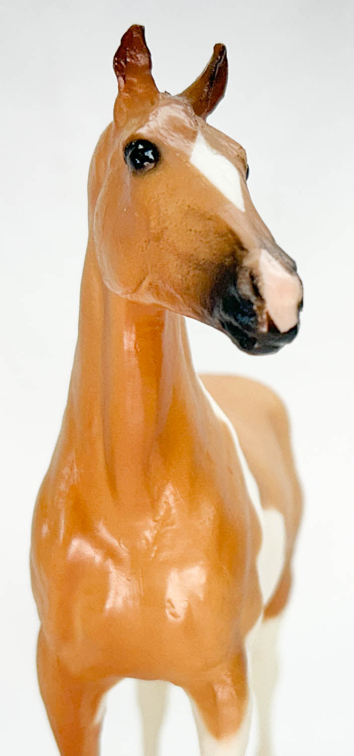 Duchess ~ Cheyenne - Walmart SR