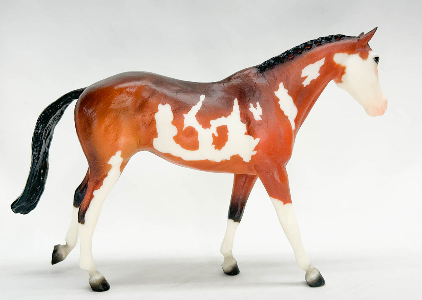 Might Tango ~ Pinto Sport Horse