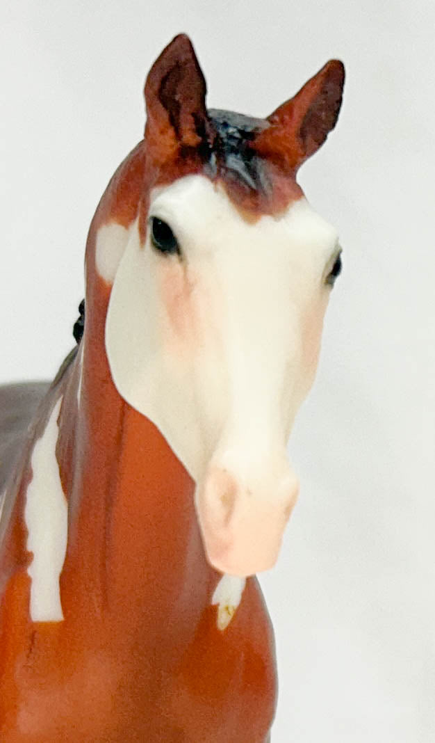 Might Tango ~ Pinto Sport Horse