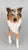 Collie ~ Life's A Journey - BreyerFest 2025 SR