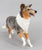 Collie ~ Life's A Journey - BreyerFest 2025 SR