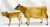 Cow (Polled) and Calf ~ Jersey Cow Family Gift Set