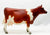 Cow, Polled Ayrshire - Bentley Sales SR - Only 200 Made