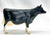 Cow, Holstein (solid coat) - Single-Year Release