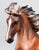 Criollo ~ Guillermo - 2026 Web Special
