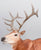 Elk ~ Hirtir - BreyerFest 2026 SR